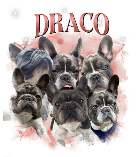 draco.png