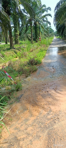 ladang geddes.jpg
