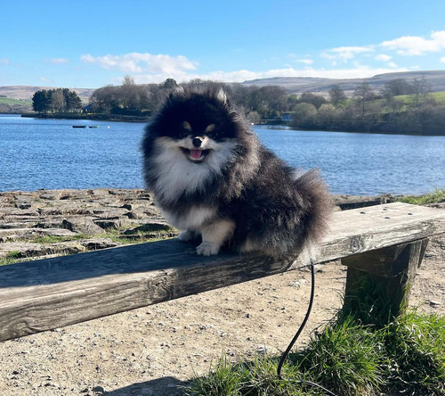 hamish.jpg