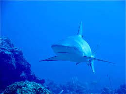 Sharks In Punta Cana.jpg