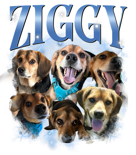 ziggy4.png