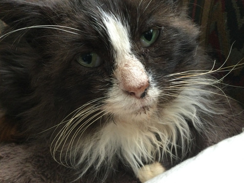 60015C8F 4186 4ADE 813C 62E8DDD1931A.jpg