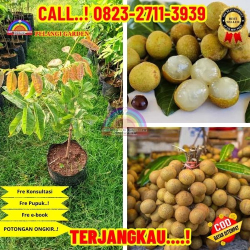 TERJANGKAU ! CALL: 0823-2711-3939 Jual Bibit Kelengkeng New Kristal Magelang Di Kebumen Buluspesantr.jpg