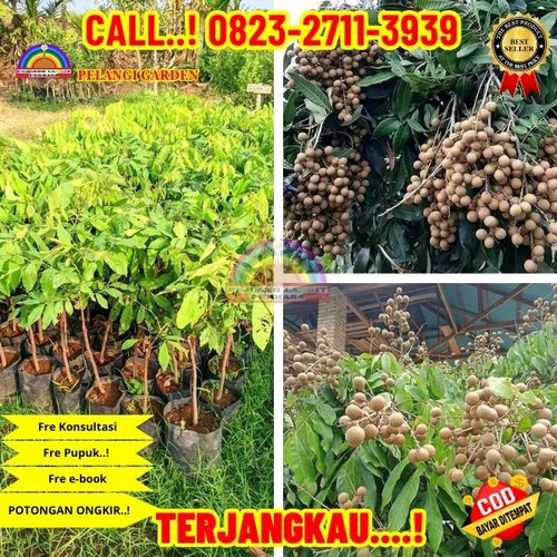 COD ! CALL: 0823-2711-3939 Jual Bibit Kelengkeng Kateki Di Kebumen Gombong-Gombong.jpg