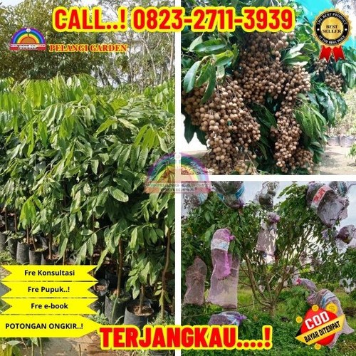HARGA PARTAI ! CALL: 0823-2711-3939 Jual Bibit Kelengkeng Yang Sudah Berbuah Di Kebumen Gombong-Semo.jpg