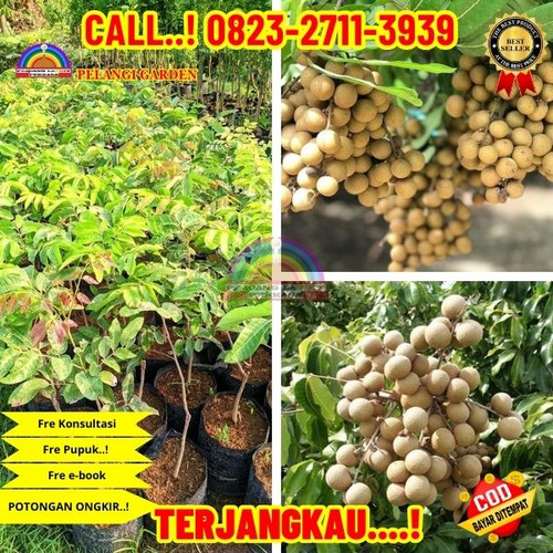 TERBATAS ! CALL: 0823-2711-3939 Jual Bibit Kelengkeng Diamond Di Kebumen Gombong-Wonokriyo.jpg