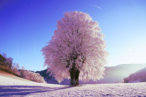 tree 1959267 1280.jpg