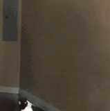 3Ypo.gif