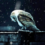 q20Fyu.gif