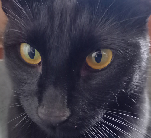 neko1.jpg