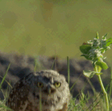 woo hoo hoo party music dance.gif