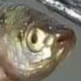 Capture.png