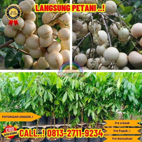POTONGAN GILA ! CALL: 0823-2711-3939 Jual Bibit Kelengkeng Matalada Di Kebumen Buluspesantren-Tambak.jpg
