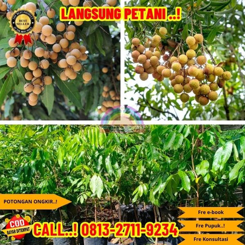 EKSLUSIF ! CALL: 0823-2711-3939 Jual Bibit Kelengkeng New Kristal Di Kebumen Buluspesantren-Tanjungs.jpg