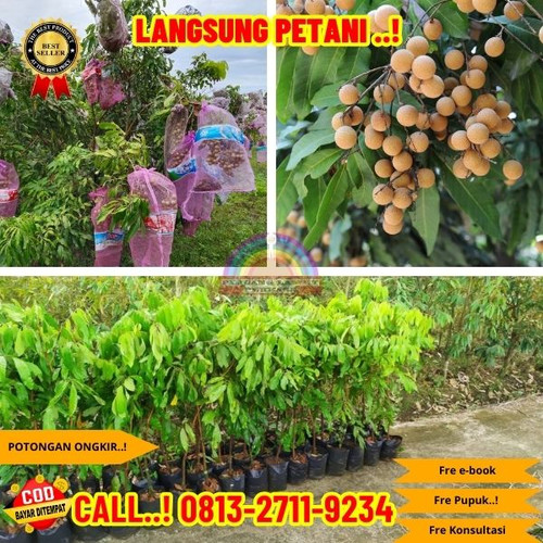 CUCI GUDANG ! CALL: 0823-2711-3939 Jual Bibit Kelengkeng Cangkok Di Kebumen Buluspesantren-Tanjungre.jpg