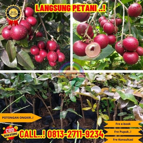 HARGA RESELLER ! CALL: 0823-2711-3939 Jual Bibit Kelengkeng Merah Di Kebumen Buluspesantren-Sidomoro.jpg