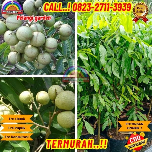 COD ! CALL: 0823-2711-3939 Jual Bibit Kelengkeng Aroma Durian Di Kebumen Gombong-Wonosigro.jpg