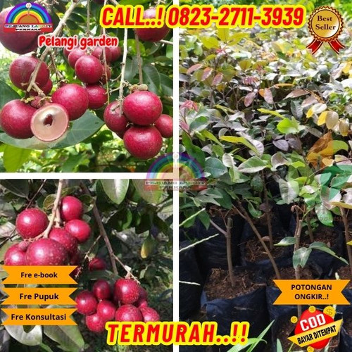 CUCI GUDANG ! CALL: 0823-2711-3939 Jual Bibit Kelengkeng Merah Surabaya Di Kebumen Gombong-Patemon.jpg