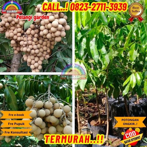 TERJANGKAU ! CALL: 0823-2711-3939 Jual Bibit Kelengkeng Di Medan Di Kebumen Gombong-Wero.jpg
