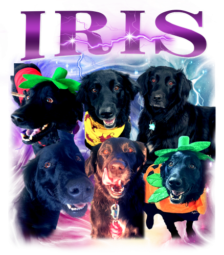 iris.png