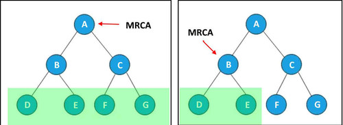 both mrca.jpg