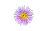 flower 3.png