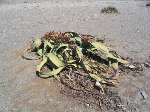 Welwitschia at Ugab River basin