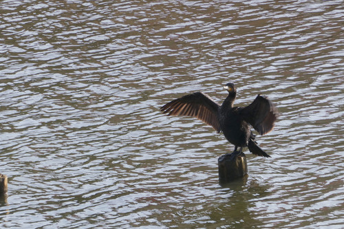TZ95P1001894.jpg