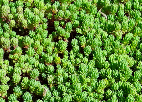 sedum3.jpg