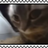 chipi cat stamp