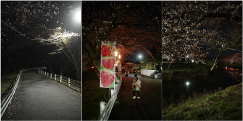 Sakura01.png