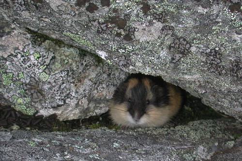 Norway lemming Abisko