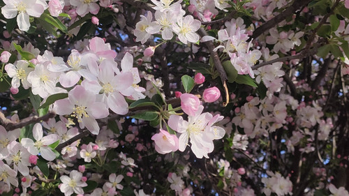 IMG 20240411 114610.jpg