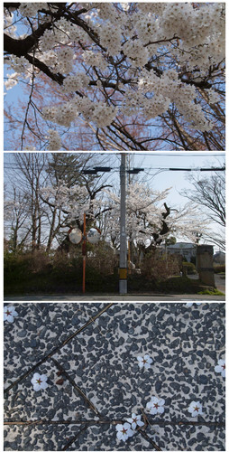 Sakura05.jpg