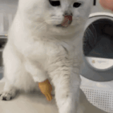 猫好，人坏.gif