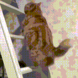 僵尸猫.gif