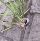 论多吃蔬菜的重要性.gif