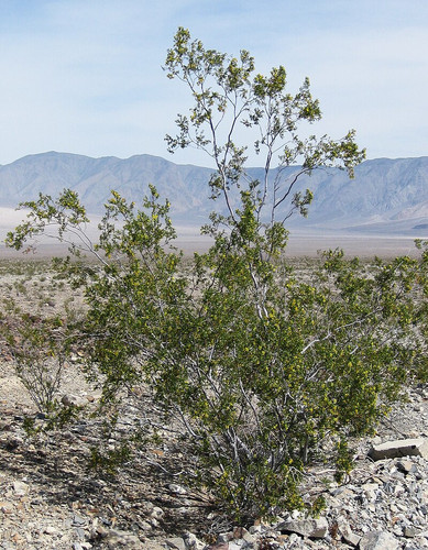 Creosote bush Larrea tridentata