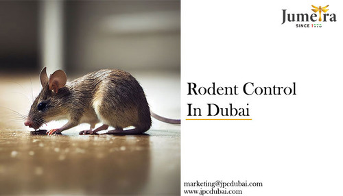 Rodent Control In Dubai.jpg