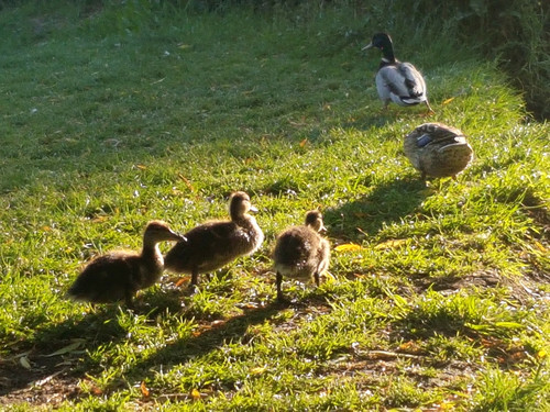Duck family 4.jpg