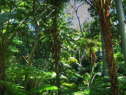 Dschungel HDR
