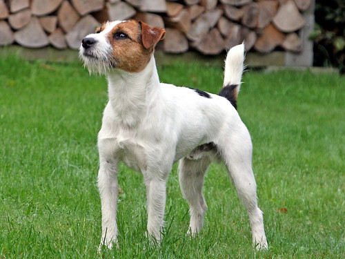 Brooks Chase Ranger of Jolly Dogs Jack Russell