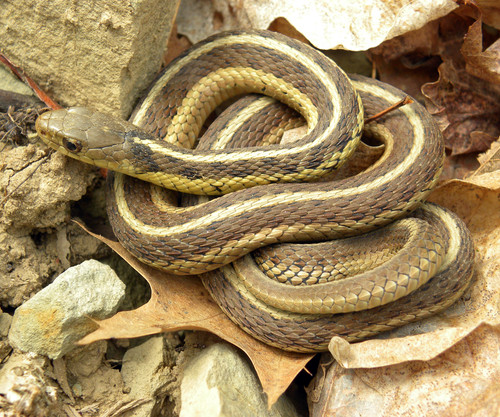 Thamnophis sirtalis sirtalis Wooster