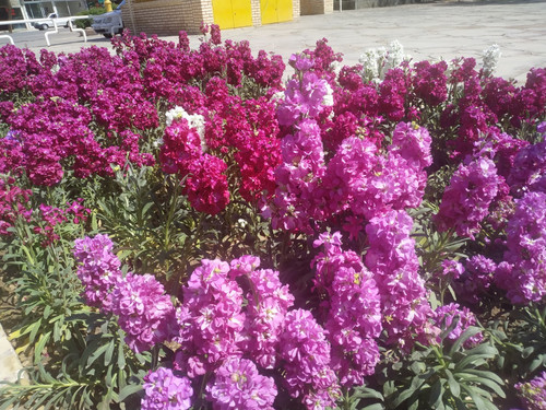 شب بو (2).jpg