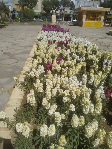 شب بو (3).jpg