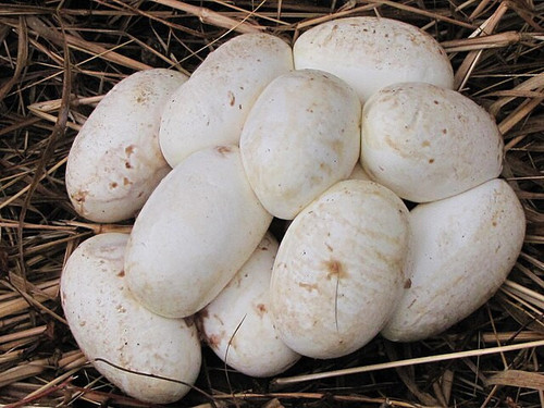 Clutch of Python molurus eggs.jpg