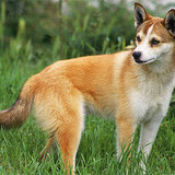 Norwegian Lundehund standing in the grass