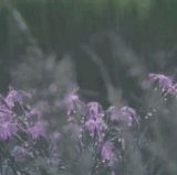 tenor.gif