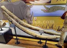 Museum Grobogan(5).jpg