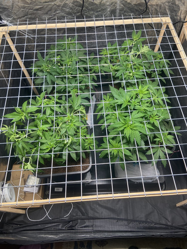 25ADF9D0 91C2 4106 90D6 93945C86A7E6.jpg